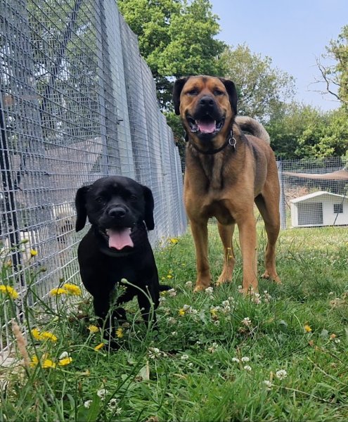 Domaine de Ruby Pension canine et féline - photo 3