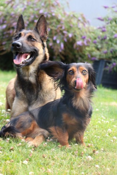 Pension canine Les Compagnons de Balthus - photo 3
