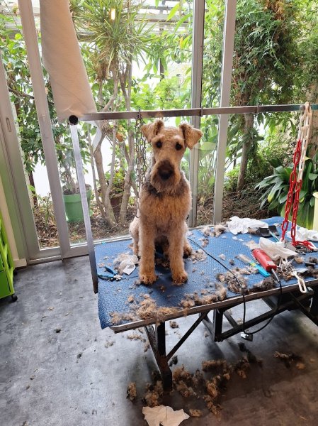 Atou Dog's - photo 2