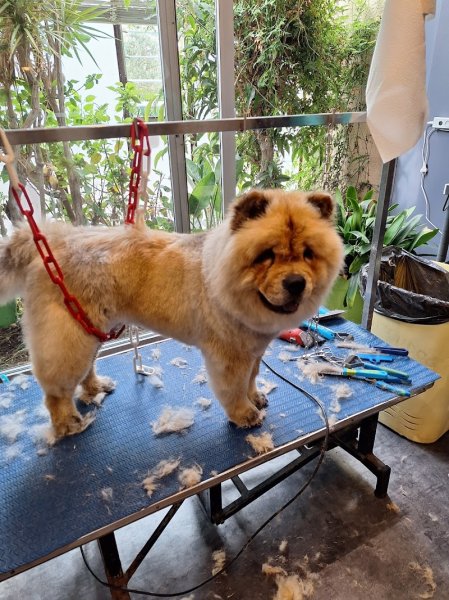 Atou Dog's - photo 3