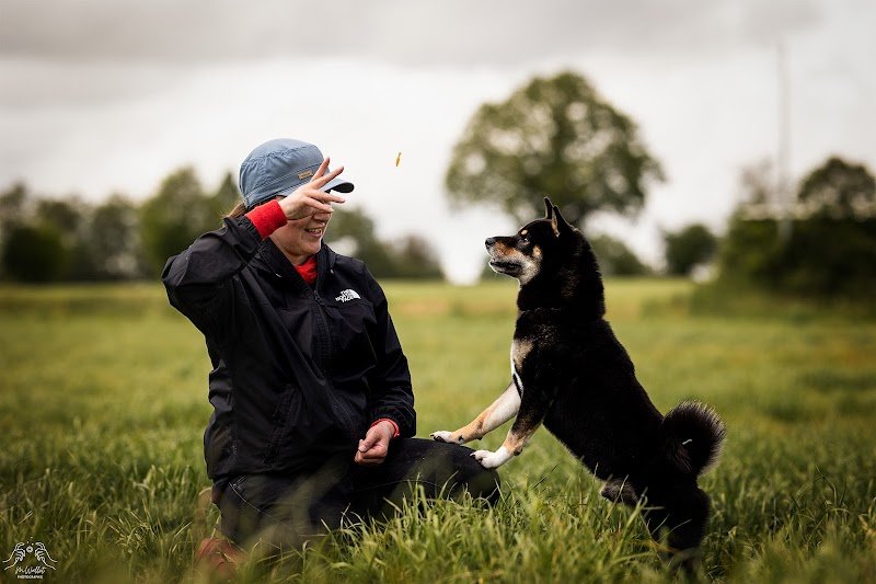 Rebel Dogs Academy - photo 2