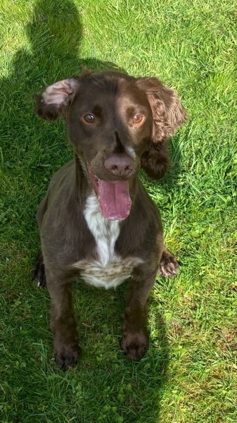 Rebel Dogs Academy - photo 3