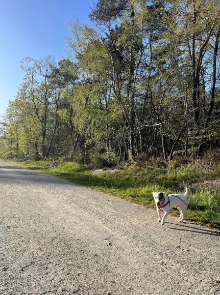 Doggy Dogs - photo 2