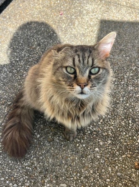 Doggy Dogs - photo 3