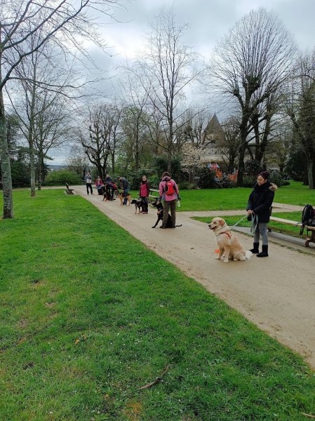 Un Chien Au Poil - Educateur et comportementaliste canin à Château-Gontier-sur-Mayenne et ses alentours