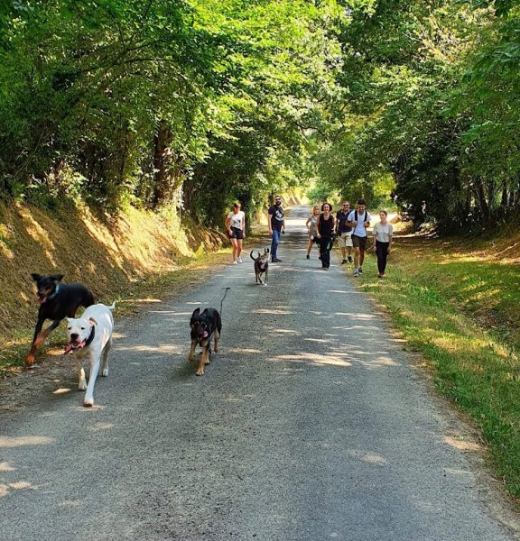 Un Chien Au Poil - Educateur et comportementaliste canin à Château-Gontier-sur-Mayenne et ses alentours - photo 2