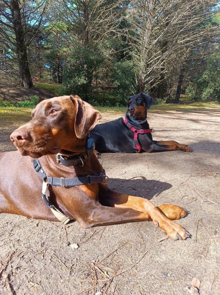 Un Chien Au Poil - Educateur et comportementaliste canin à Château-Gontier-sur-Mayenne et ses alentours - photo 3