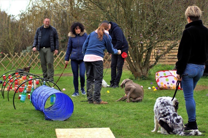 LUDIVINE CORBEAU - Education canine 56 - Mantrailing - Médiation animale - Praticienne EFT LAHOCHI - Muzillac Vannes Morbihan - photo 2