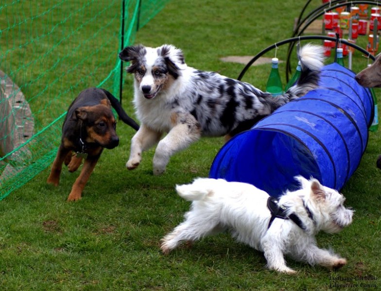 LUDIVINE CORBEAU - Education canine 56 - Mantrailing - Médiation animale - Praticienne EFT LAHOCHI - Muzillac Vannes Morbihan - photo 3