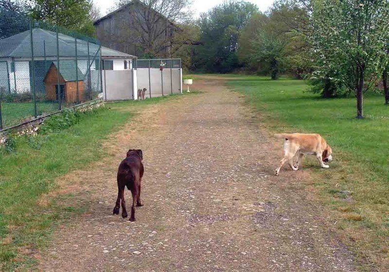 Aux Câlins Canins - photo 2
