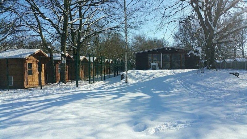 Aux Câlins Canins - photo 3