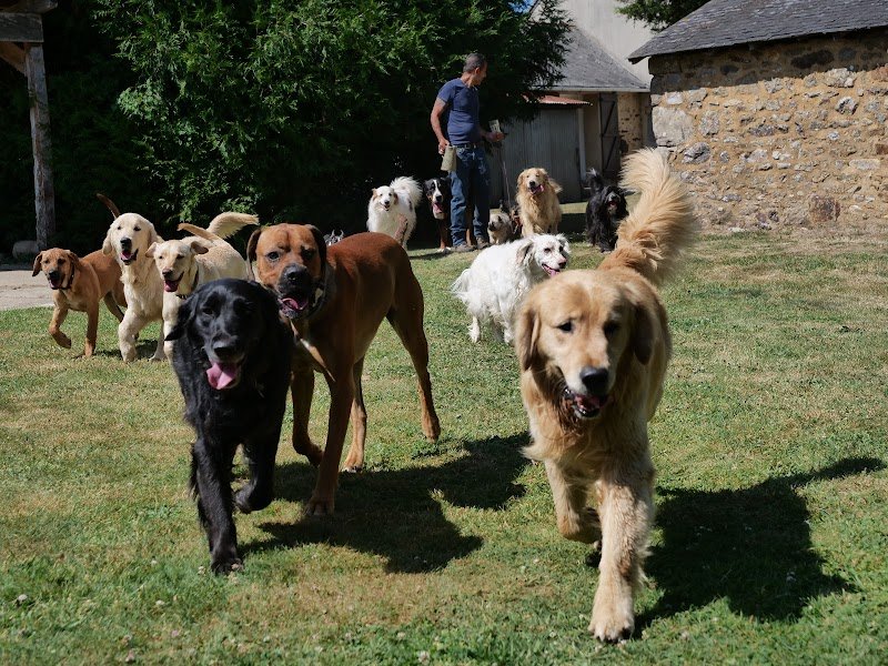 Dogmanship - photo 1