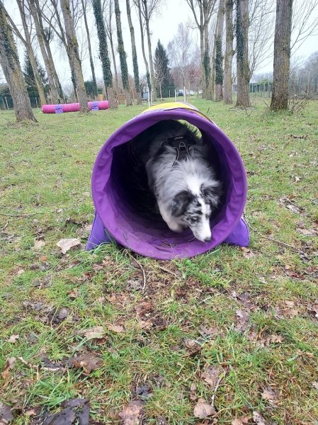 The Free Dog Club - photo 2