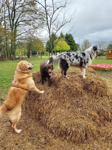 The Free Dog Club - photo 3