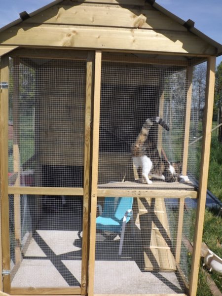 pension canine et féline et éducation du haras du breil - photo 3