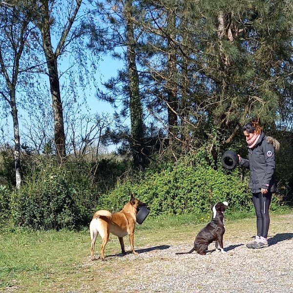 Laka Pet Services - Education canine