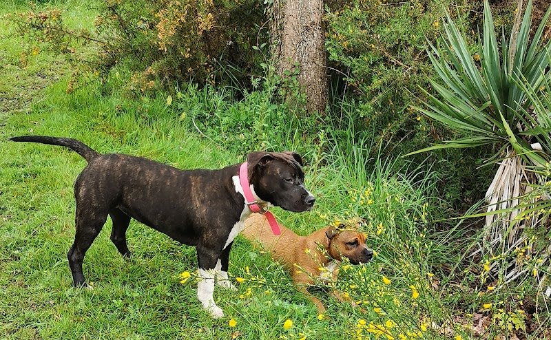 Laka Pet Services - Education canine - photo 2