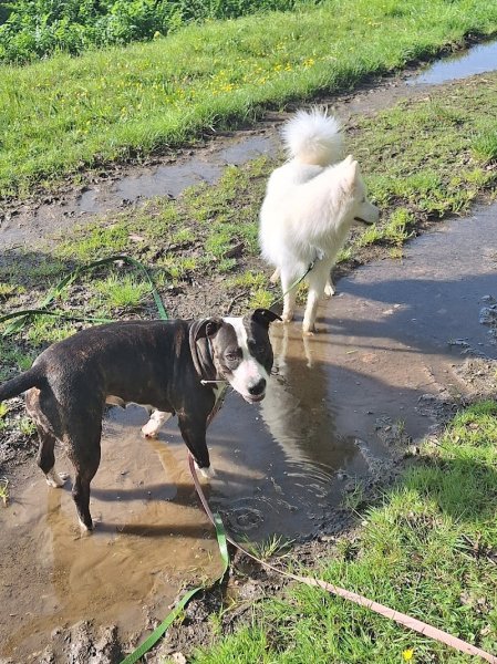 Laka Pet Services - Education canine - photo 3