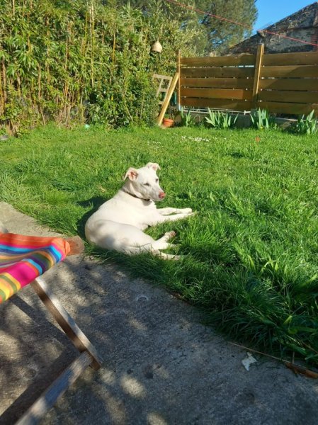 Pat and dog éducateur canin Nantes - photo 3