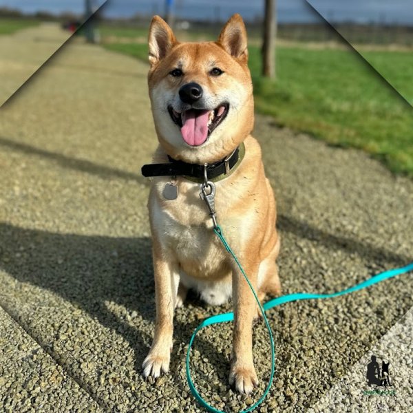 SEMPER DOGZ - Educateur canin comportementaliste - photo 2