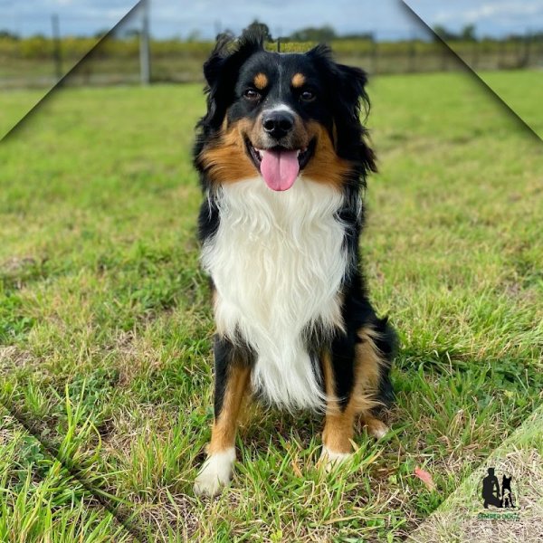 SEMPER DOGZ - Educateur canin comportementaliste - photo 3