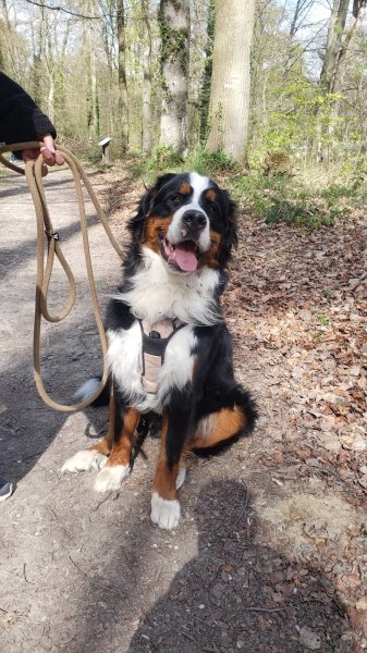 Affection Canine - photo 2