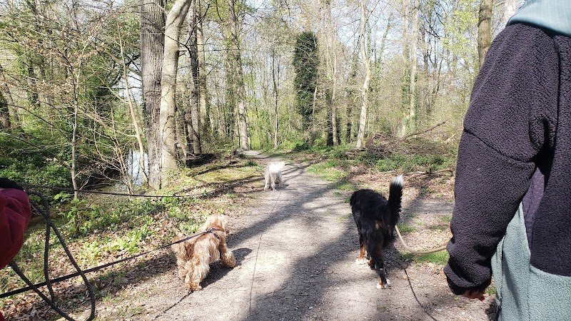 Affection Canine - photo 3