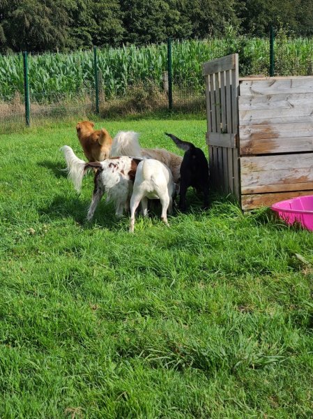 Rencontrer son chien - Éducateur canin - Pension canine