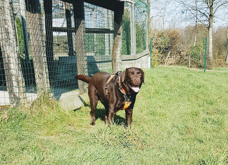 Rencontrer son chien - Éducateur canin - Pension canine - photo 2