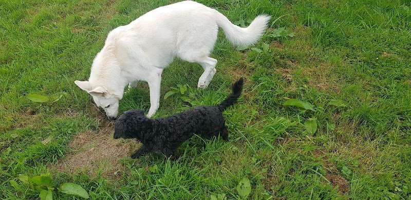 Rencontrer son chien - Éducateur canin - Pension canine - photo 3