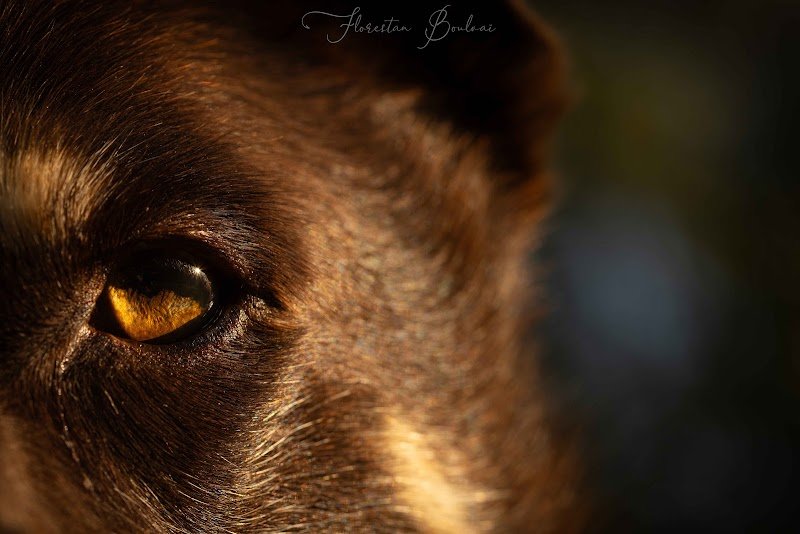 Educateur Canin Manche - Emilie