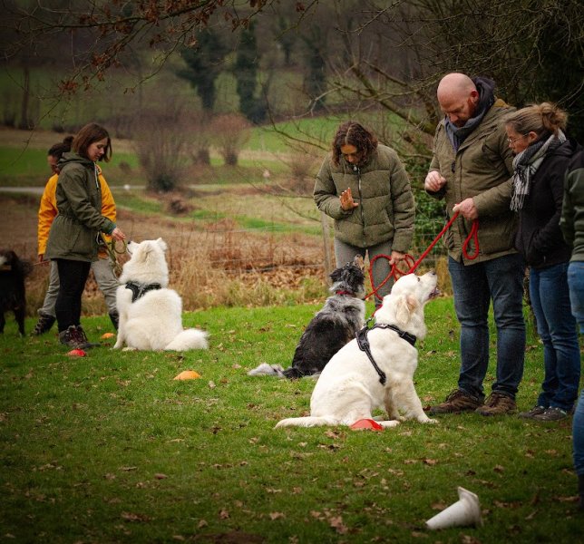 Educateur Canin Manche - Emilie - photo 2