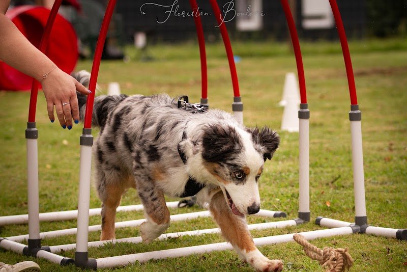 Educateur Canin Manche - Emilie - photo 3