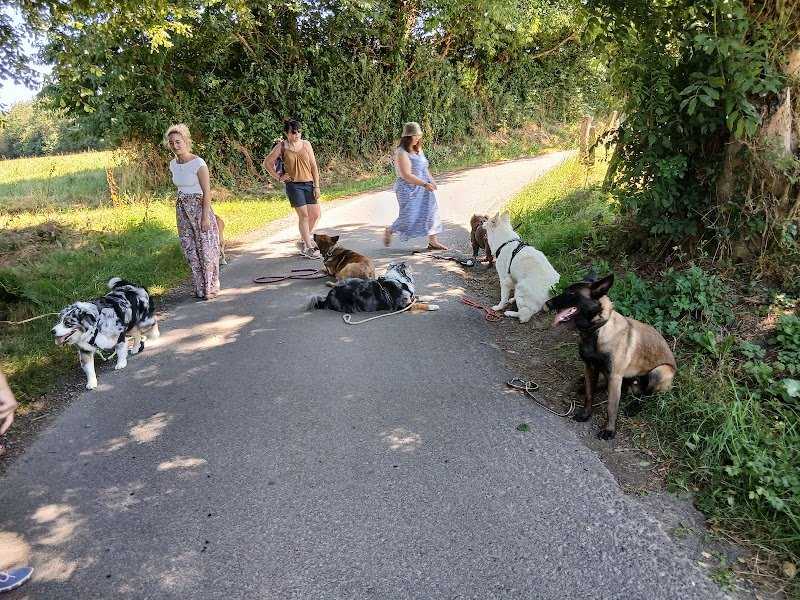 Presta'Dog éducatrice comportementaliste canin - photo 1