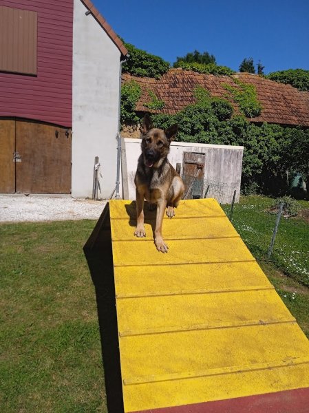 Presta'Dog éducatrice comportementaliste canin - photo 2