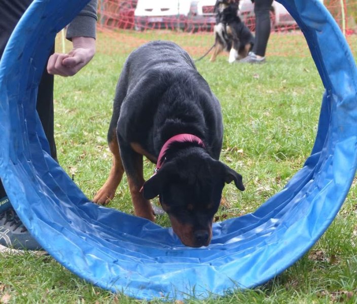Club Lorient Quéven Sport Canin - photo 1