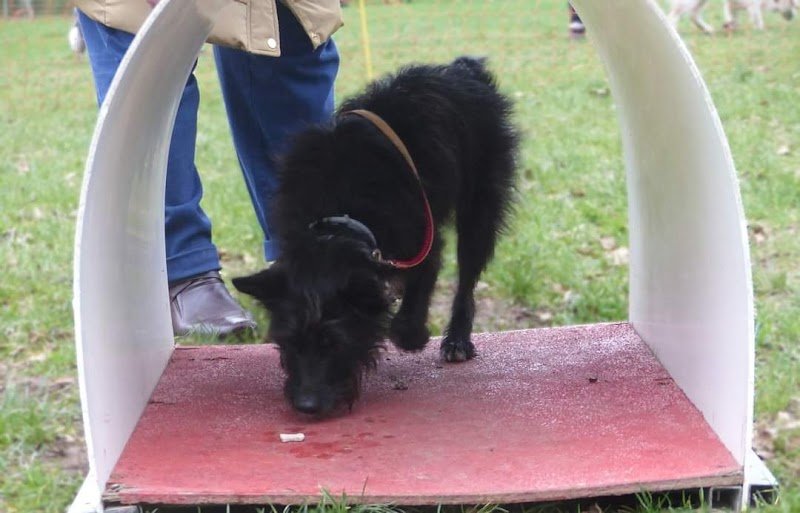 Club Lorient Quéven Sport Canin - photo 2