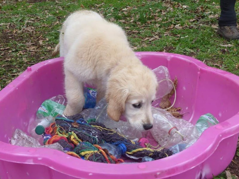 Club Lorient Quéven Sport Canin - photo 3