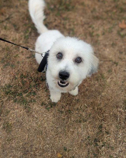 Avenir Canin - Éducateur / Comportementaliste Canin - photo 2