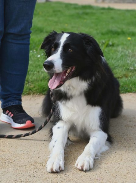 Avenir Canin - Éducateur / Comportementaliste Canin - photo 3
