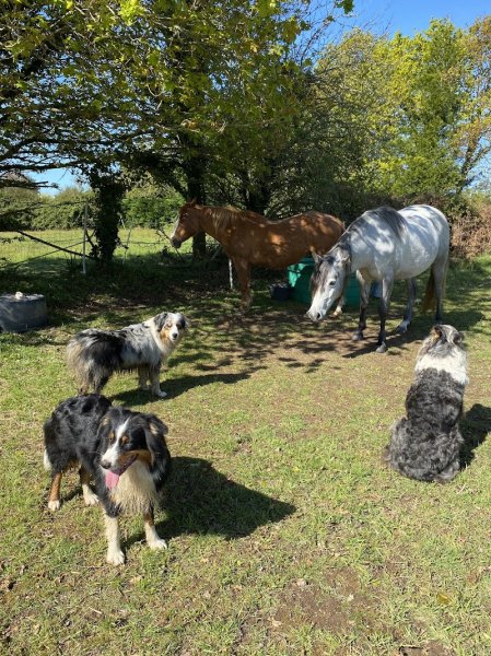 Canizenah - Éducation canine - photo 1