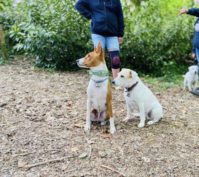 Canizenah - Éducation canine - photo 3