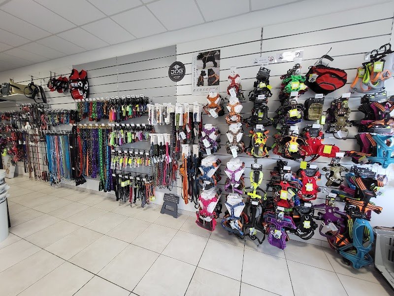 CELTIC DOG SHOW - photo 2