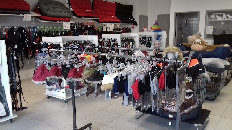 CELTIC DOG SHOW - photo 3