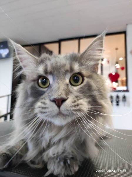 C'ouaf Canin - photo 2