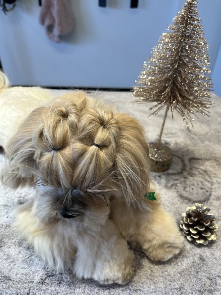 C'ouaf Canin - photo 3