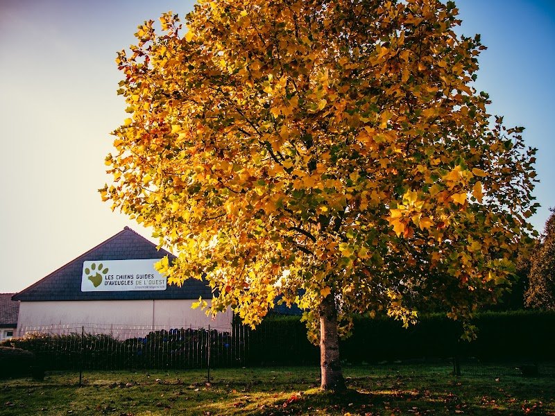 Les Chiens Guides D'aveugles de L'ouest - photo 3