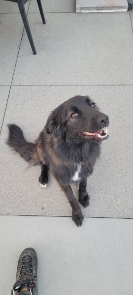 DK Dog - Camille LE MENEAH - Éducatrice canin comportementaliste - Questembert - photo 3