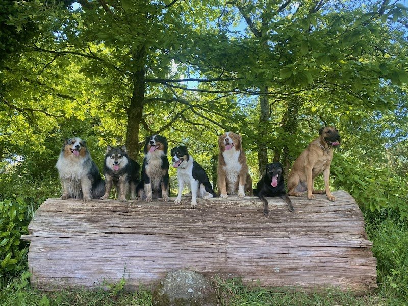 Pattes de l'Ouest - Education canine et Petsitting