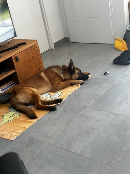 Aloha Éducation Canine - photo 2